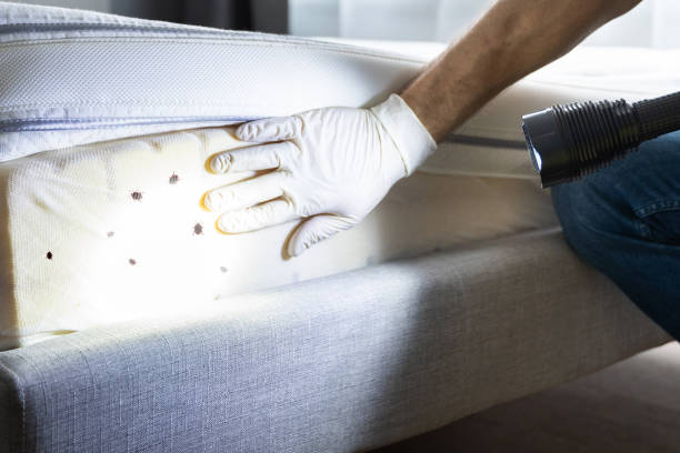 Best Wasp Removal Services  in La Mirada, CA