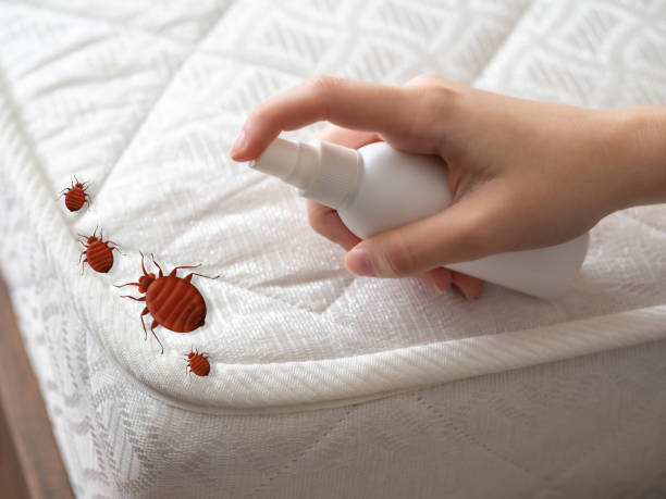 Wasp Removal Services in La Mirada, CA
